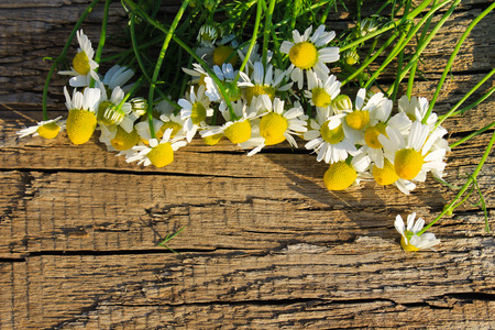 Camomile flowers on the wooden backgroundの写真素材