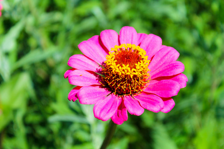 Zinnia in gardenの写真素材