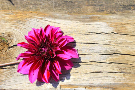 Purple dahlia on the wooden backgroundの写真素材