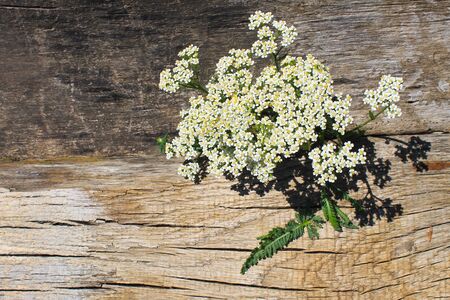 White yarrow flowers on the wooden backgroundの写真素材