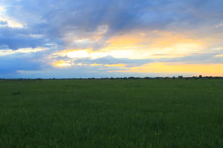 Sunset on meadow