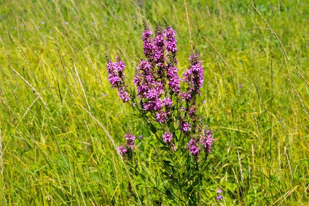 Purple Loosestrife (Lythrum Salicaria)の写真素材