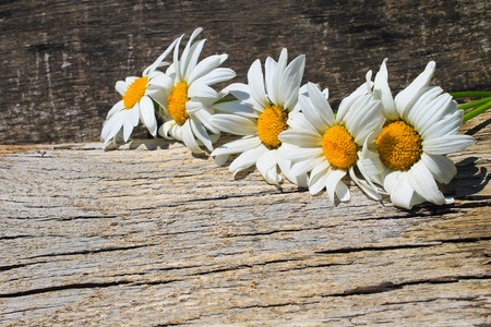 White camomile flowers on the wooden backgroundの写真素材