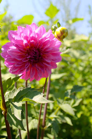 Dahlia in the gardenの写真素材