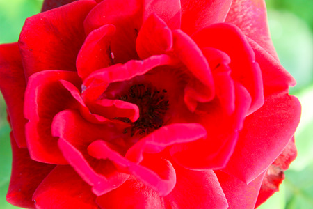 Rose in gardenの写真素材