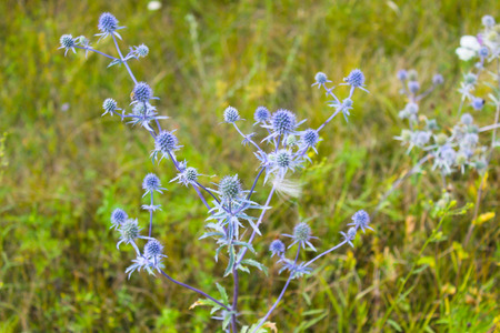 Blue thistle flowers on the meadowの写真素材