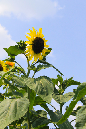 Decorative sunflower on the blue sky backgroundの写真素材