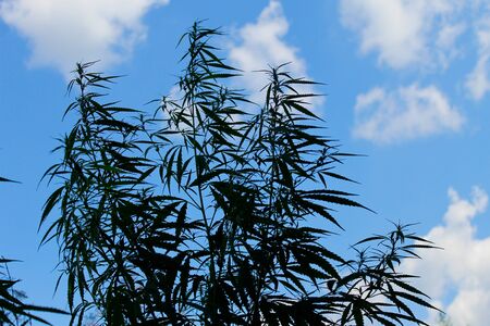 Cannabis plants on the blue sky backgroundの写真素材