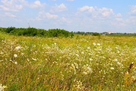 Meadow of white wild flowersの写真素材
