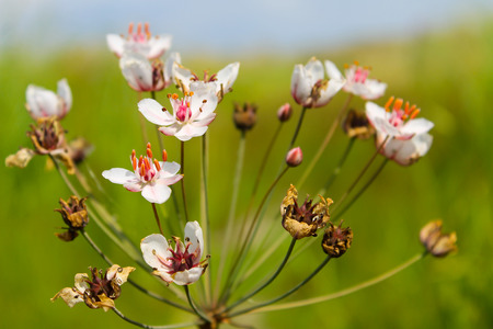 Flowering Rush (Butomus umbellatus)の写真素材
