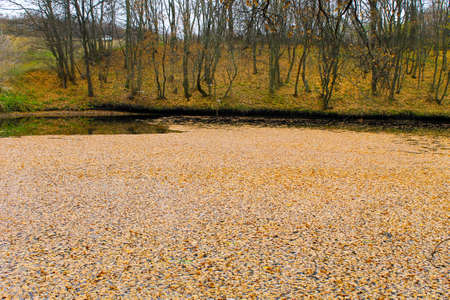 Autumn leaves in forest lakeの写真素材