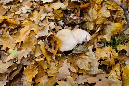 Mushrooms in dry autumn leaves in the forestの写真素材