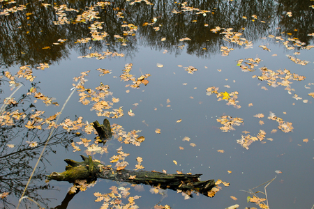 Autumn leaves in forest lakeの写真素材