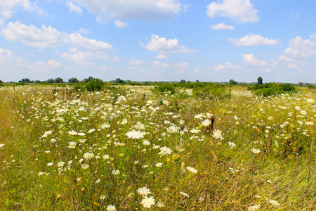 Meadow of white wild flowersの写真素材