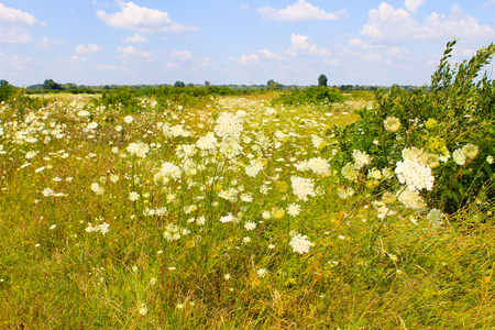 Meadow of white wild flowersの写真素材