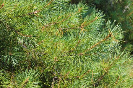 Needles of pine tree