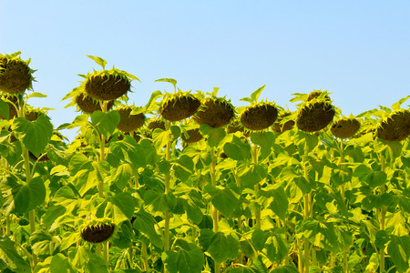 Field of sunflowersの写真素材