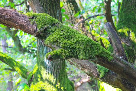 Green forestの写真素材