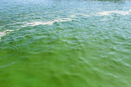Blooming green water. Green algae polluted riverの写真素材