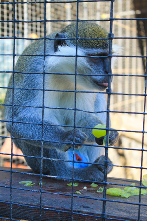 Monkey in a cage