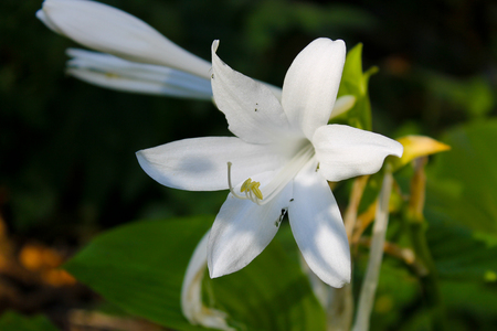 White flowers of hostaの写真素材