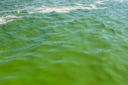 Blooming green water. Green algae polluted riverの写真素材