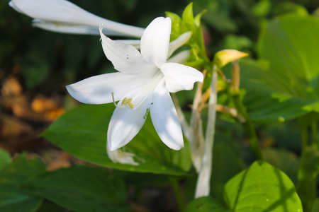 White flowers of hostaの写真素材