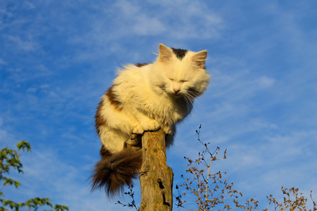 Cat sitting on a log against blue skyの写真素材