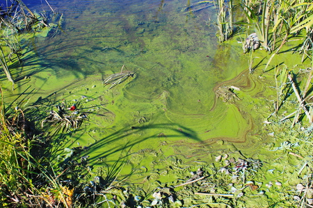 Green algae on the water surfaceの写真素材