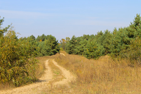 Sandy road in pine forestの写真素材