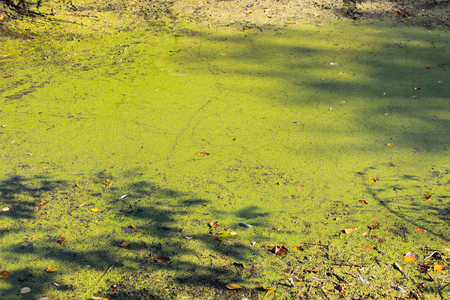 Green algae and duckweed in the water surfaceの写真素材
