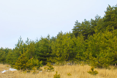 Pine forest