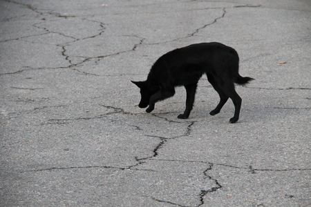 Black homeless dog in the city parkの写真素材