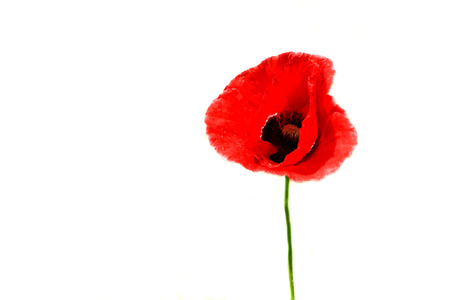 Red poppy isolated on the white backgroundの写真素材