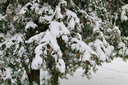 Thuja branches covered with snow