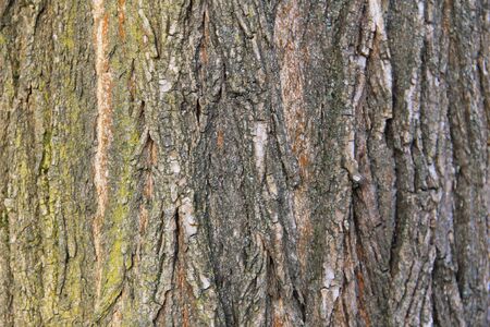 Tree bark texture. Wood background