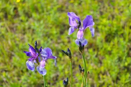 Wild blue iris flowers