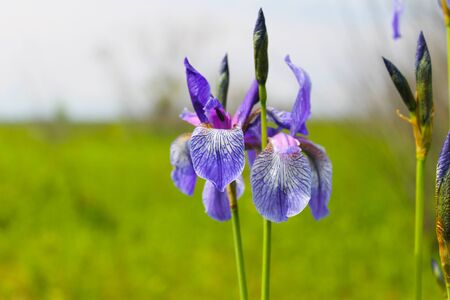 Wild blue iris flowers