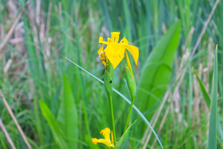 Wild yellow iris flowers