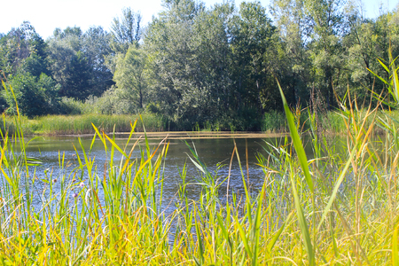 Beautiful lake on summerの写真素材
