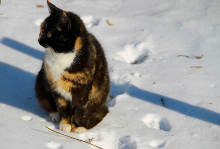 Cat in a snowの写真素材