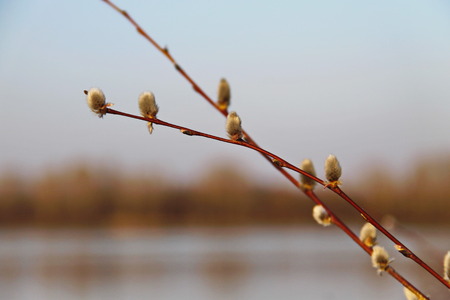 Pussy willow branch on early springの写真素材