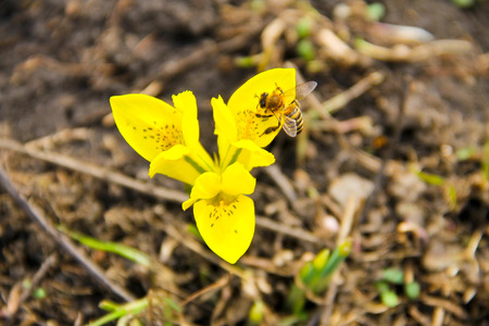 Yellow dwarf iris flower on early springの写真素材