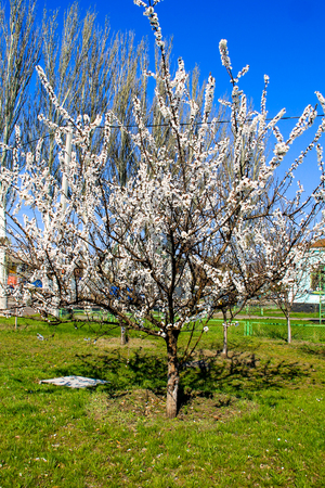 Apricot tree in park on spring. White spring blossomの写真素材
