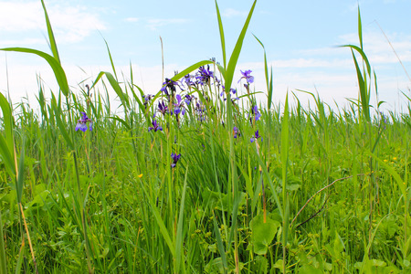 Wild blue iris flowersの写真素材