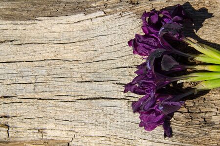 Purple iris flowers on wooden background with copy space. Top viewの写真素材