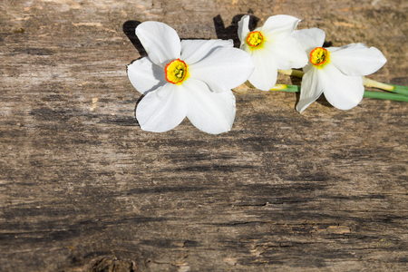 White narcissus flowers on rustic wooden background with copy spaceの写真素材