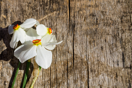 White narcissus flowers on rustic wooden background with copy spaceの写真素材