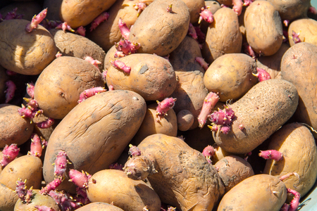 Background of potatoes for planting in the garden. Germinated seed potatoesの写真素材