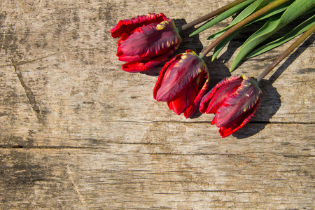 Red tulips on rustic wooden background with copy spaceの写真素材